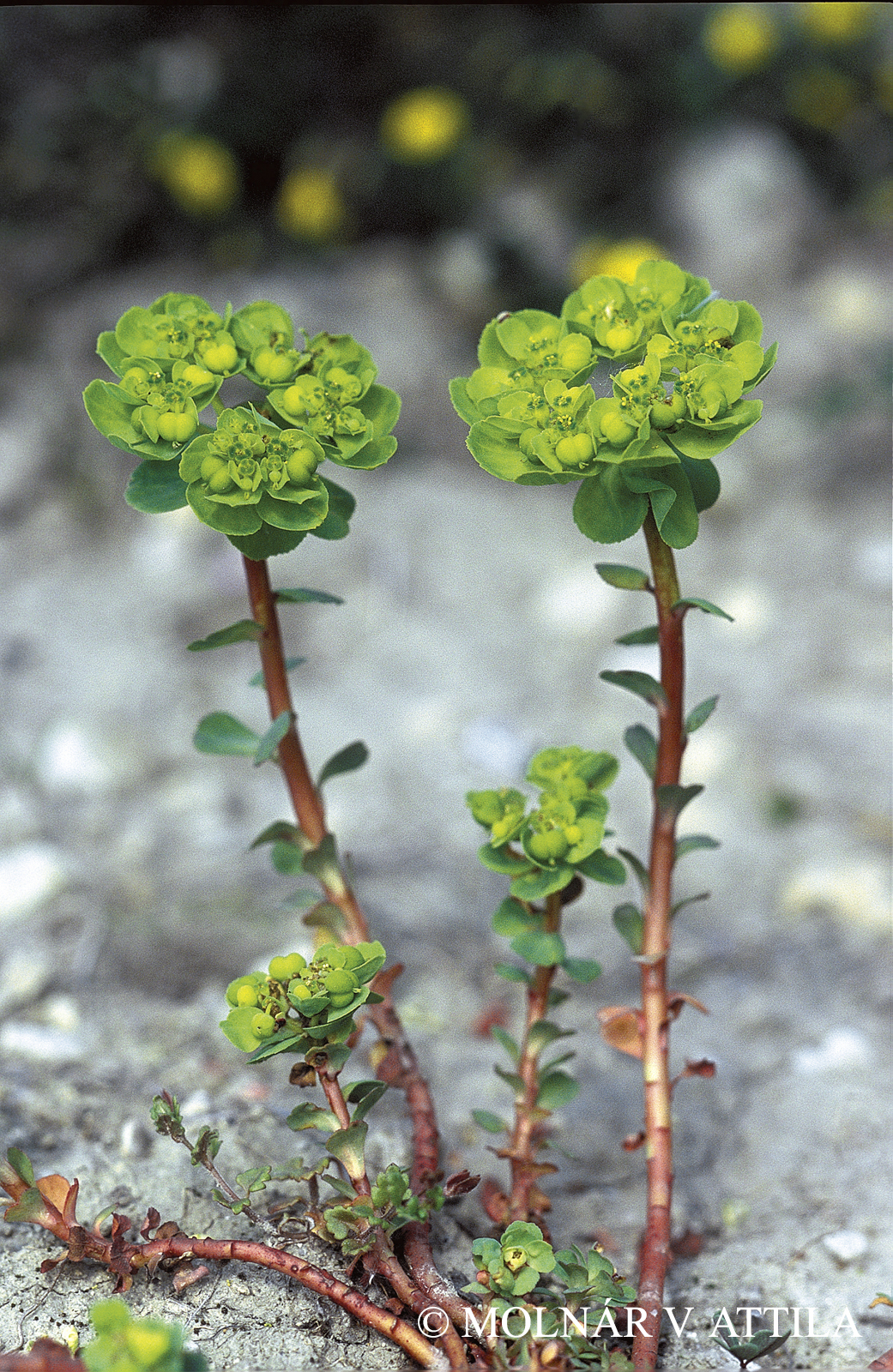 Euphorbia helioscopia L.