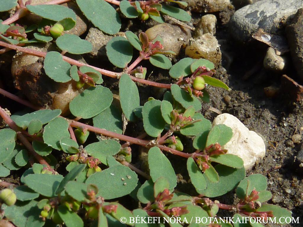 Euphorbia humifusa Willd.