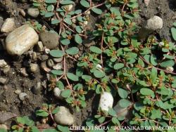 Euphorbia humifusa Willd. 2.Image