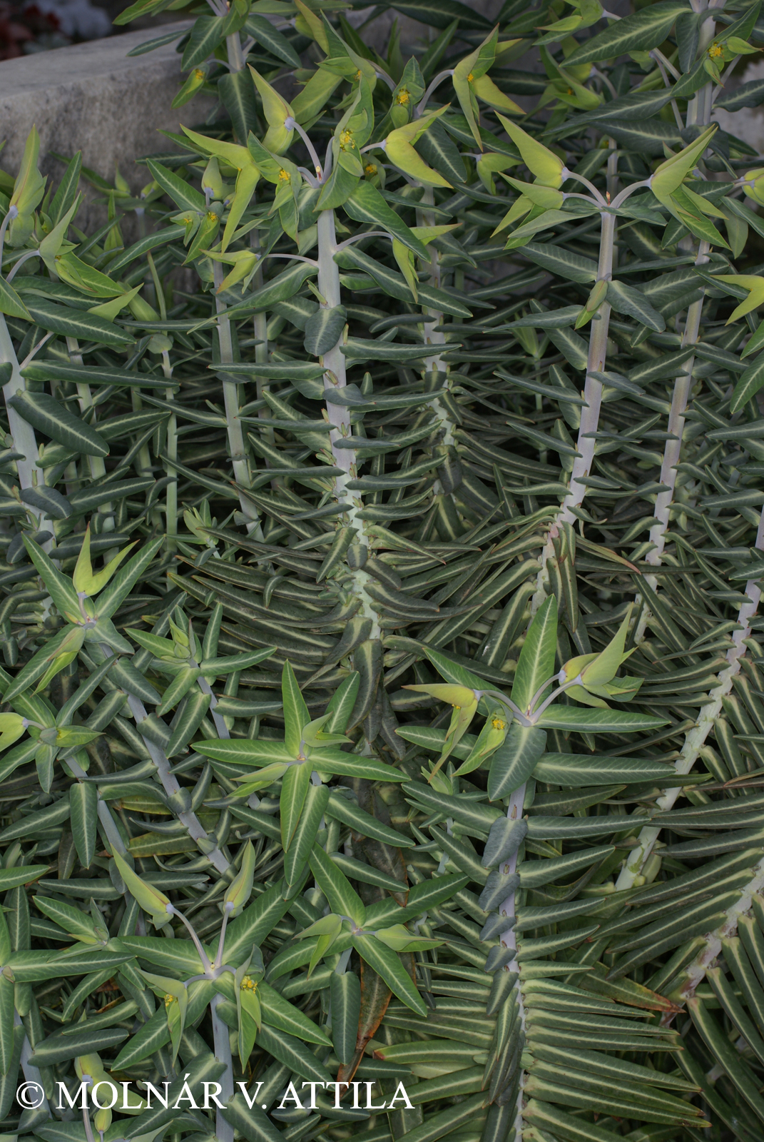 Euphorbia lathyris L.