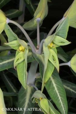 Euphorbia lathyris L. 2.Image