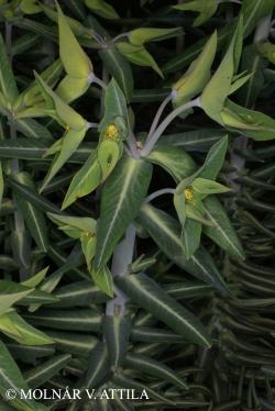 Euphorbia lathyris L. 3.Image