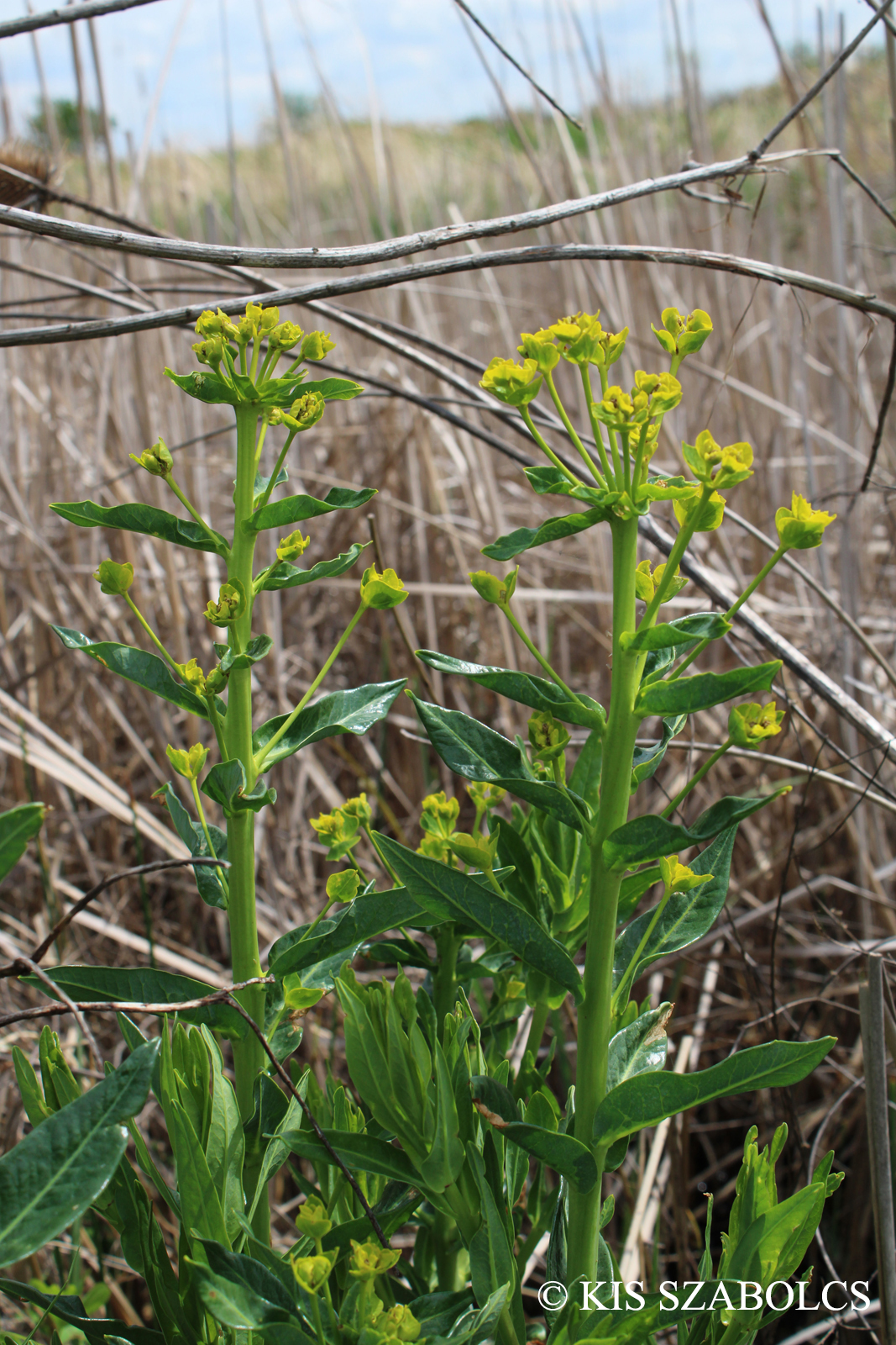 Euphorbia lucida Waldst. et Kit.