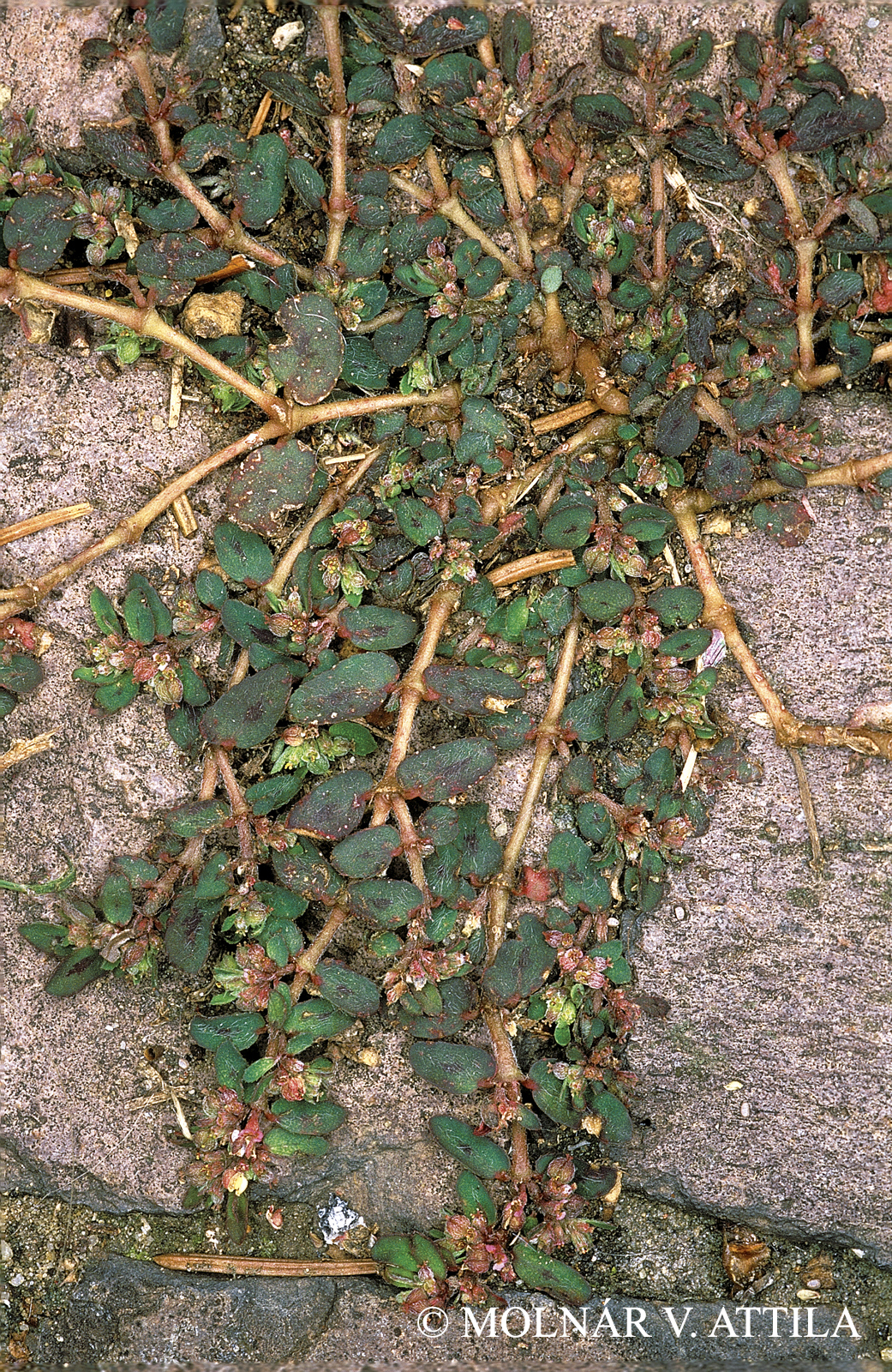 Euphorbia maculata L.