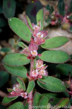 Euphorbia maculata L. 2.Image