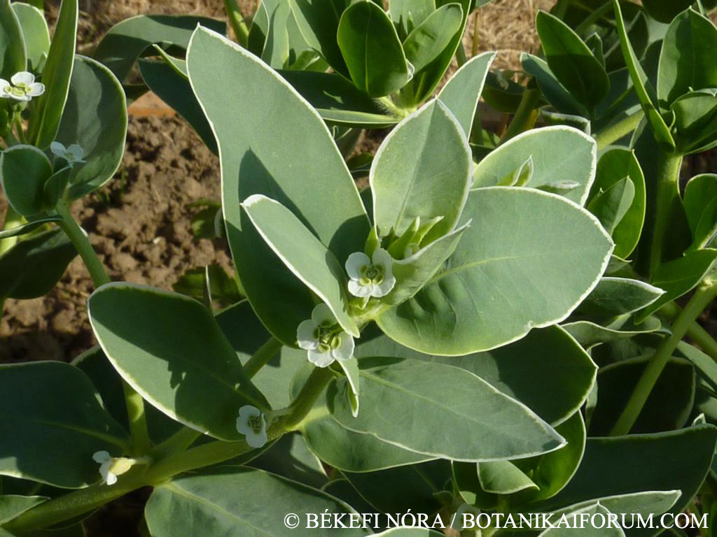 Euphorbia marginata Pursh