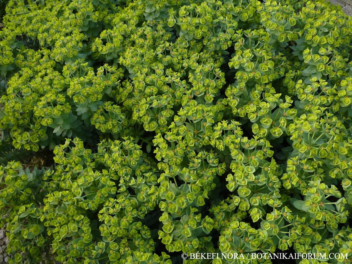 Euphorbia myrsinites L.
