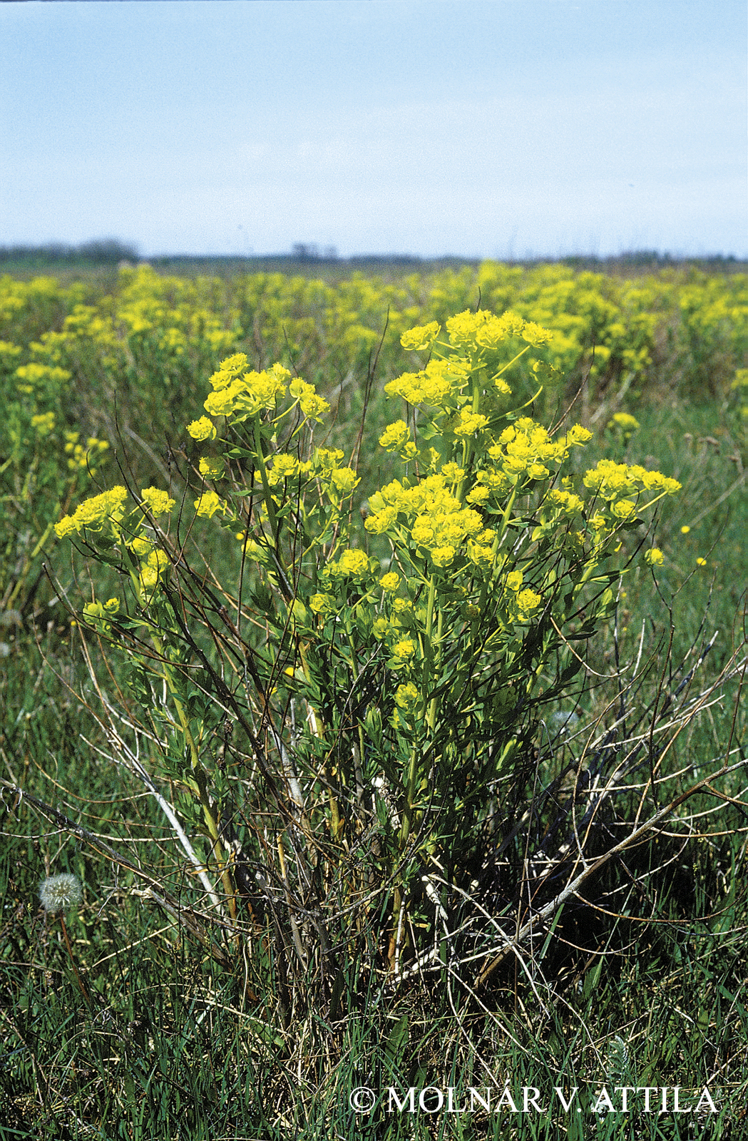 Euphorbia palustris L.