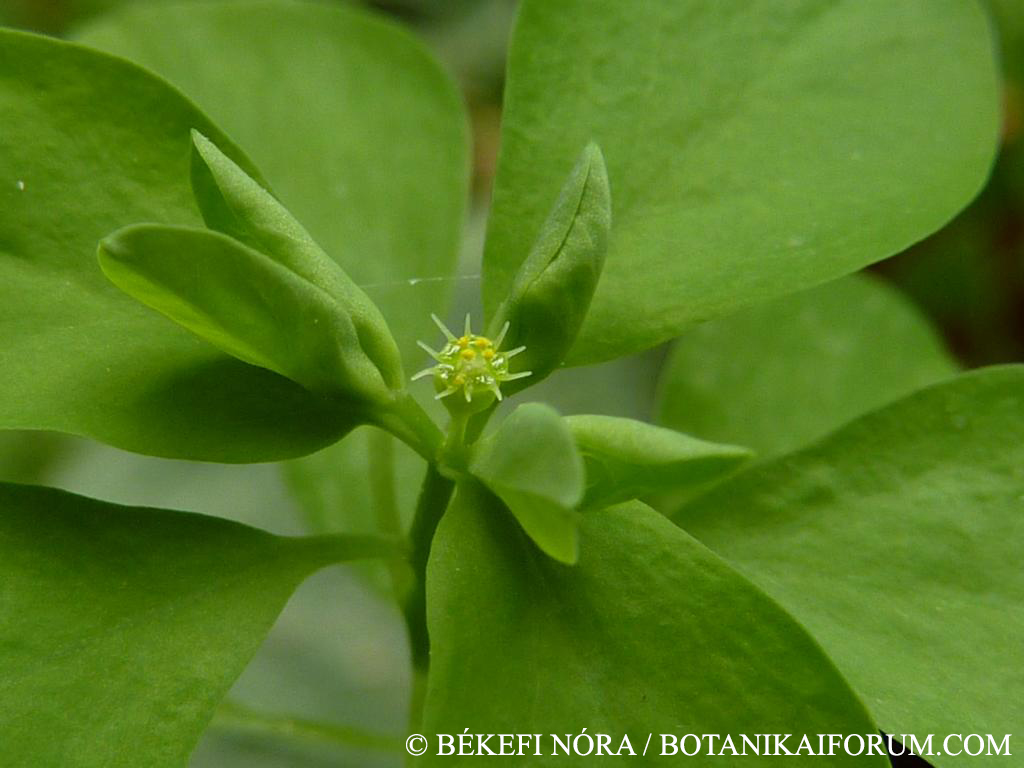 Euphorbia peplus L.
