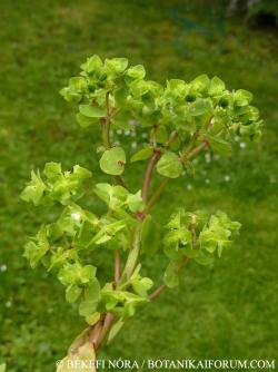 Euphorbia peplus L. 2.Image