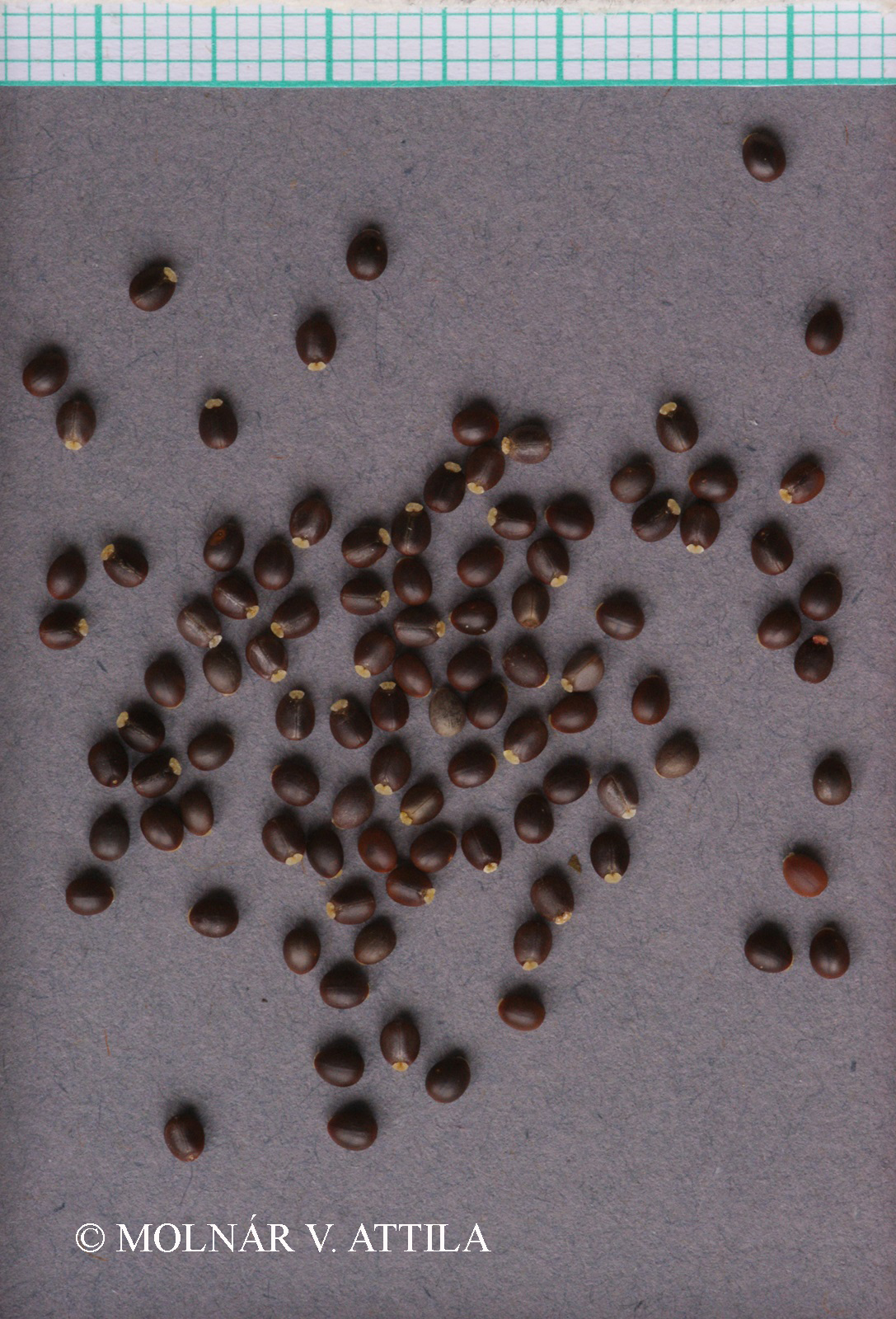 Euphorbia platyphyllos L.