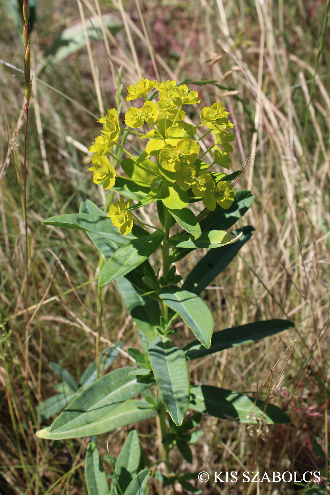 Euphorbia salicifolia Host