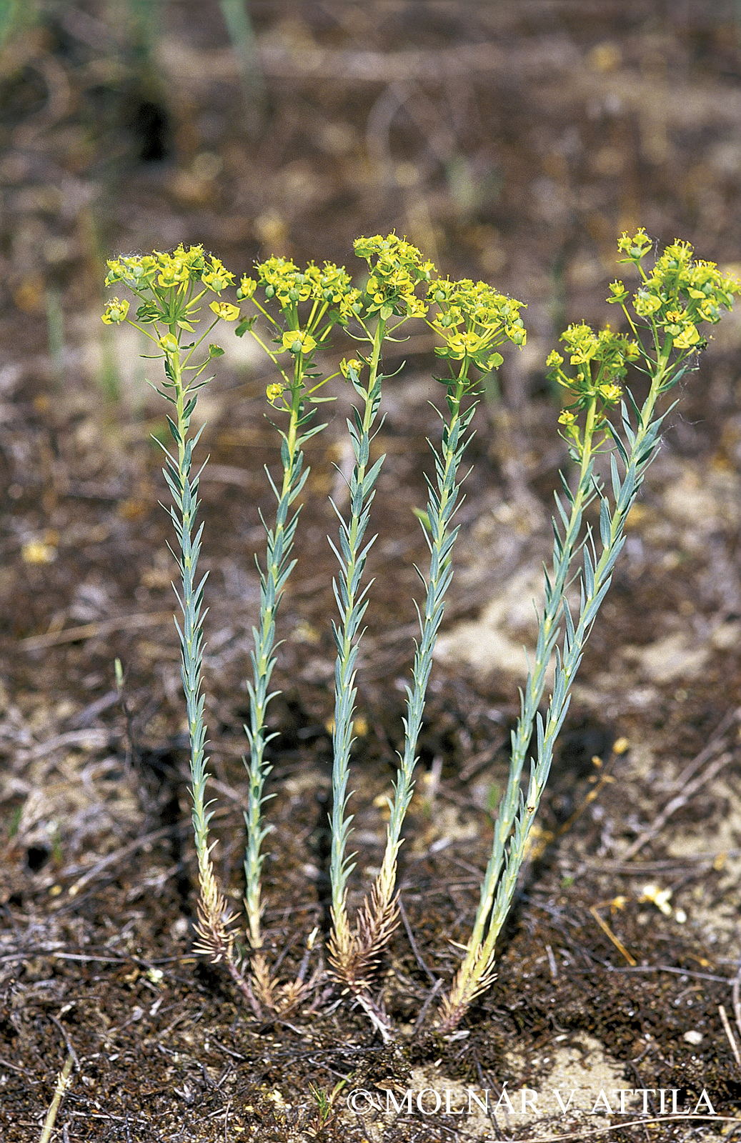 Euphorbia seguieriana Neck.