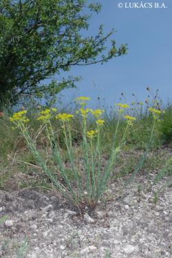 Euphorbia seguieriana Neck. 2.Image