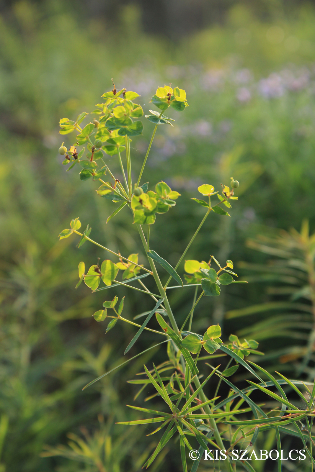 Euphorbia virgata Waldst. et Kit.
