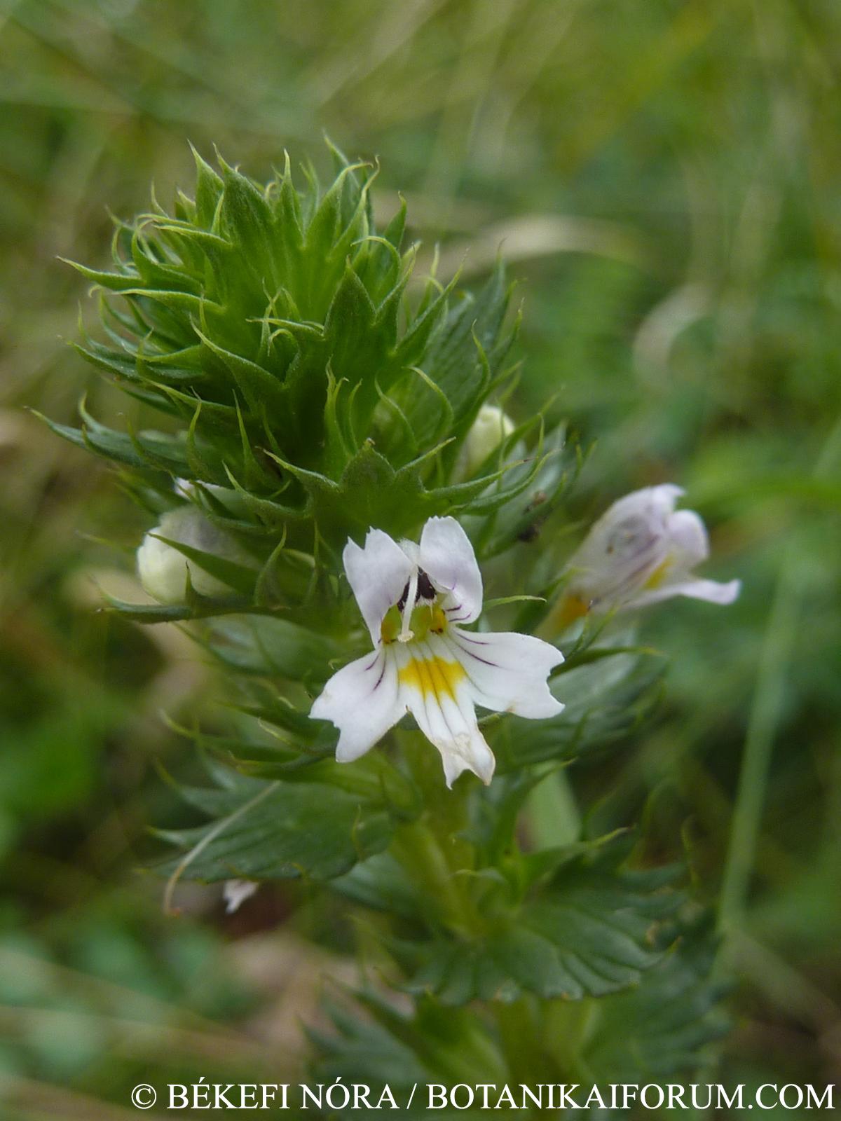 Euphrasia stricta Wolf.