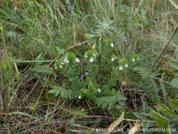 Euphrasia stricta Wolf. 2.Image