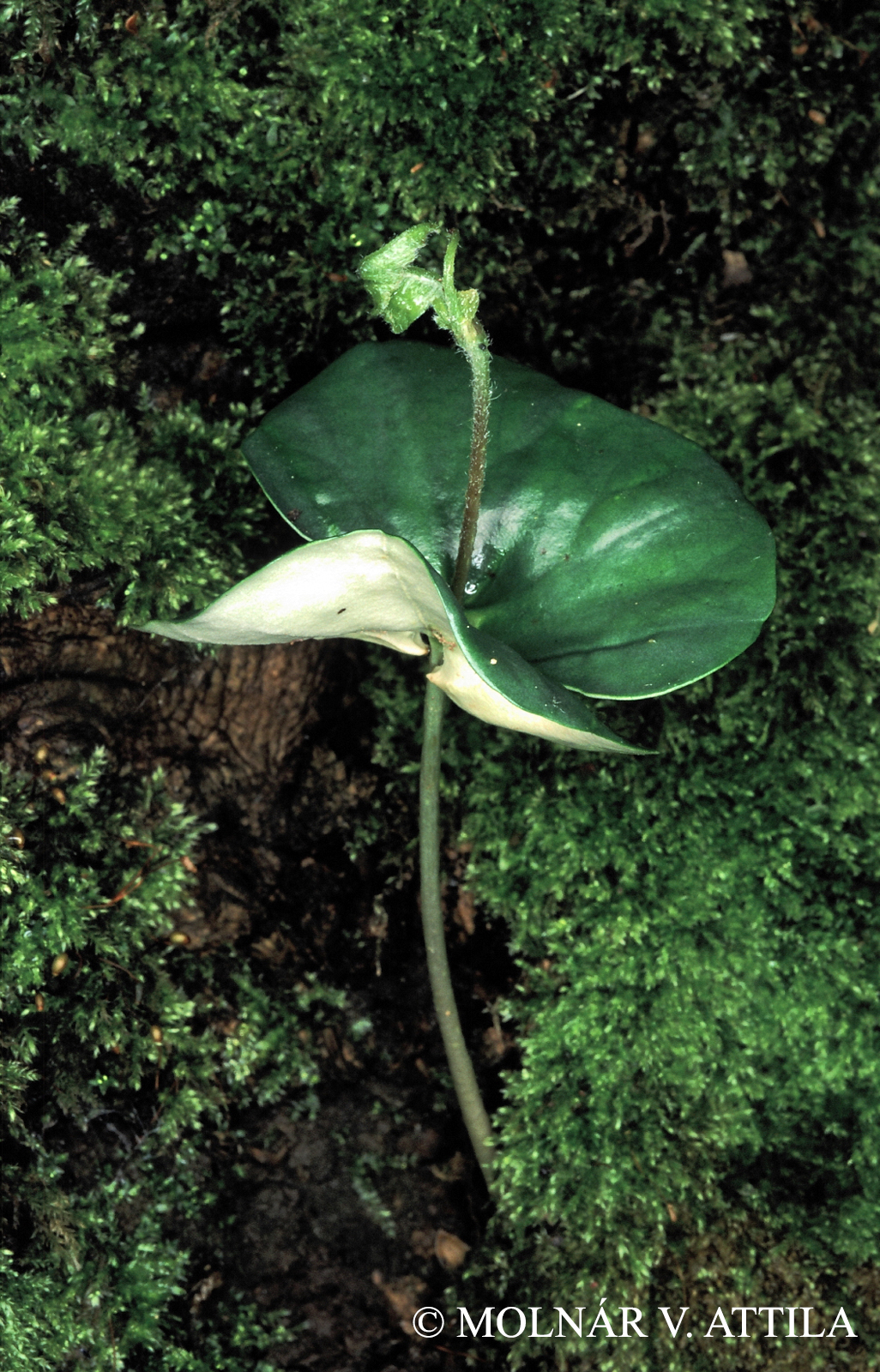 Fagus sylvatica L.