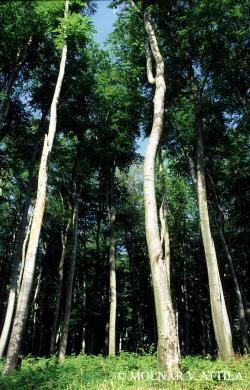 Fagus sylvatica L. 2.Image