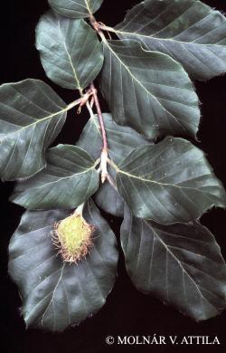Fagus sylvatica L. 3.Image
