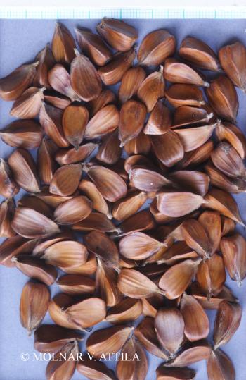 Fagus sylvatica L. 4.Image