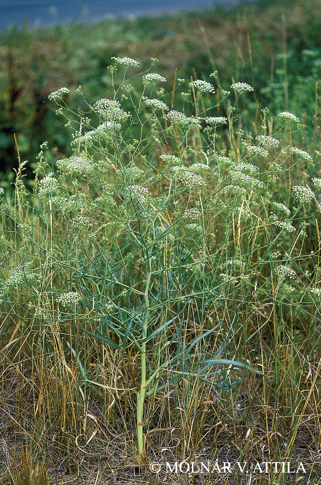 Falcaria vulgaris Bernh.