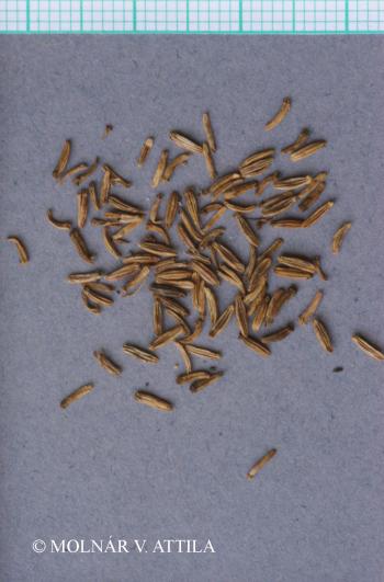 Falcaria vulgaris Bernh. 3.Kép