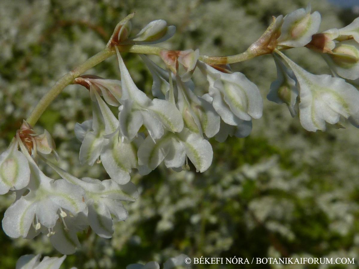 Fallopia aubertii (L. Henry) Holub s. l.