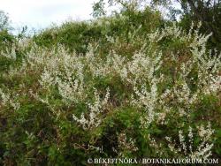Fallopia aubertii (L. Henry) Holub s. l. 2.Image