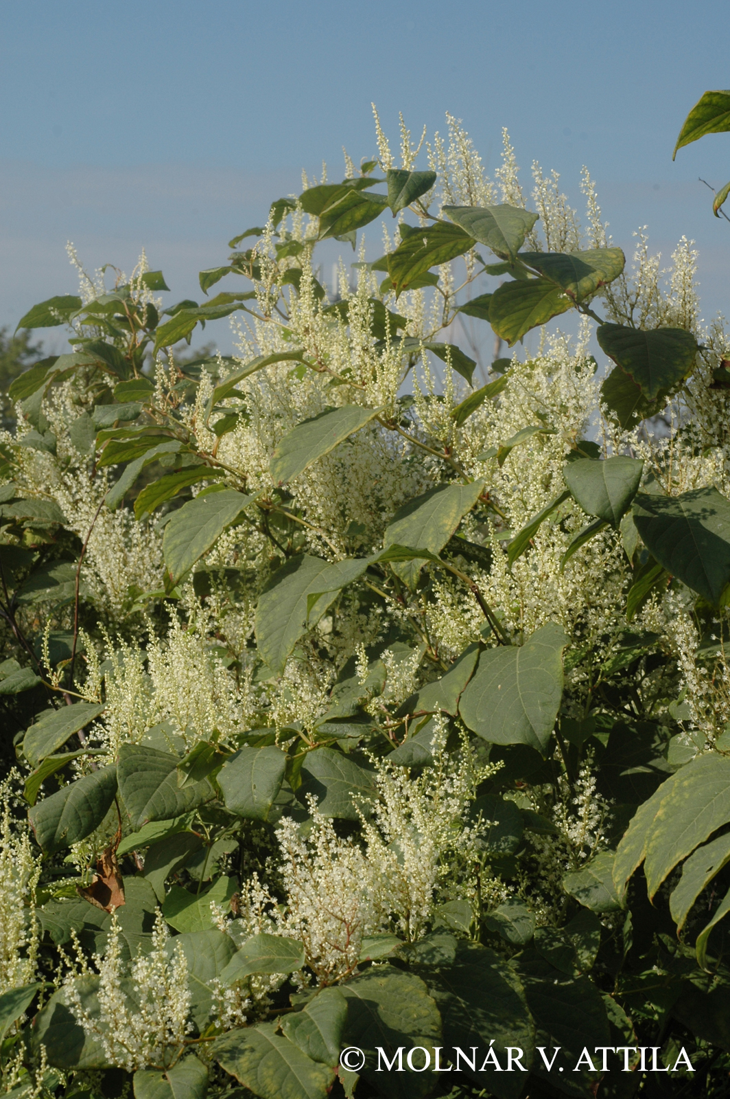 Fallopia  bohemica (Chrtek ez Chrtková) J.P. Bailey