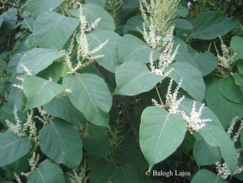 Fallopia  bohemica (Chrtek ez Chrtková) J.P. Bailey 3.Image