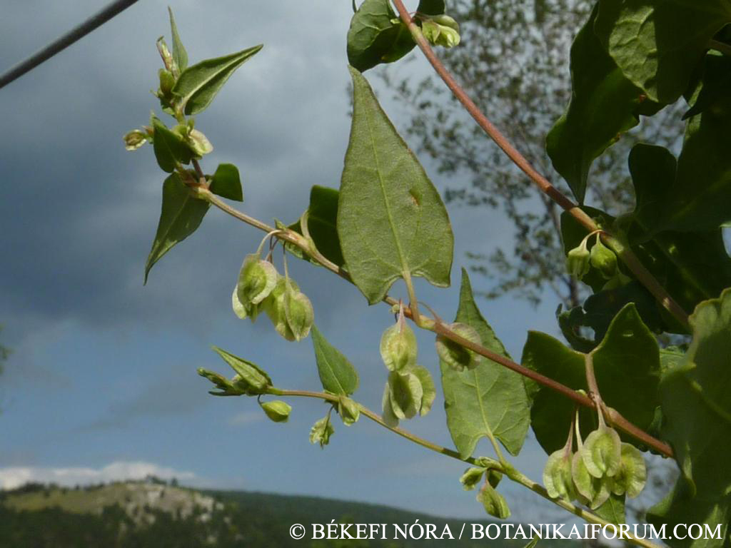 Fallopia dumetorum (L.) Holub