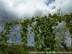 Fallopia dumetorum (L.) Holub 2.Image