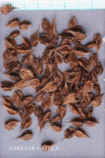 Fallopia dumetorum (L.) Holub 3.Image