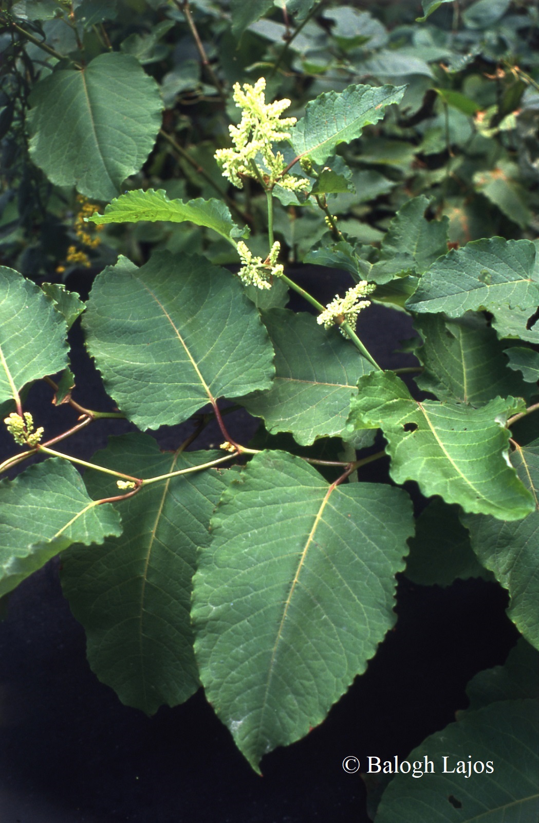 Fallopia sachalinensis (F. Schmidt) Ronse Decr.