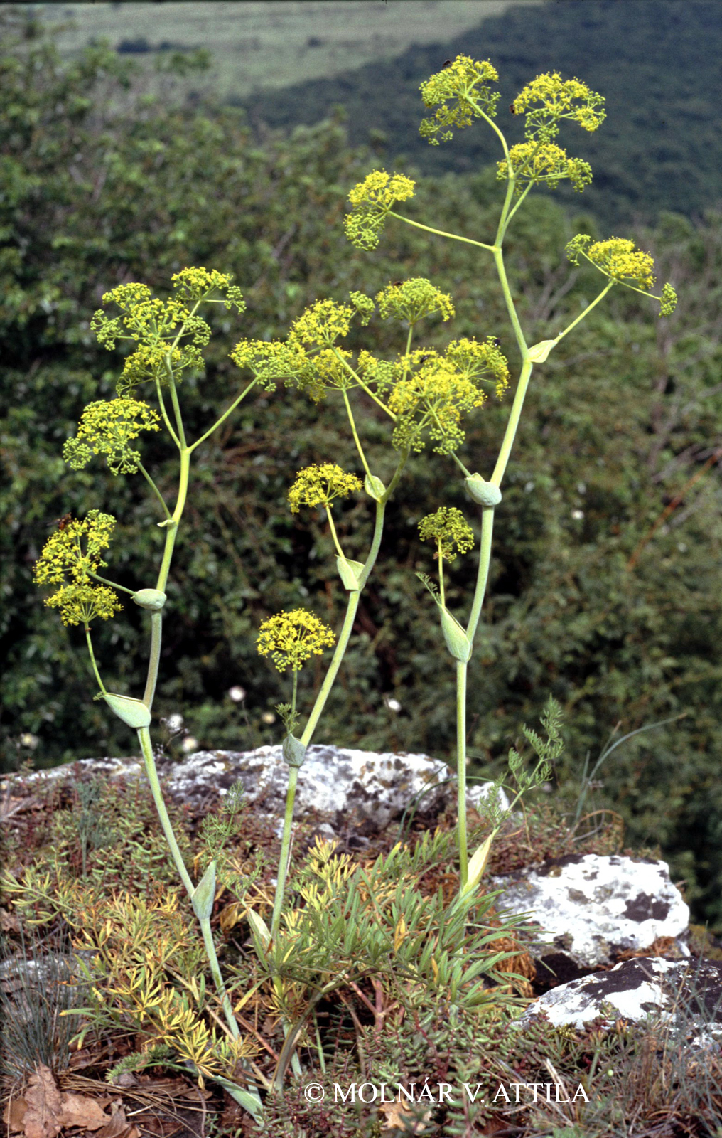 Ferula sadleriana Ledeb.