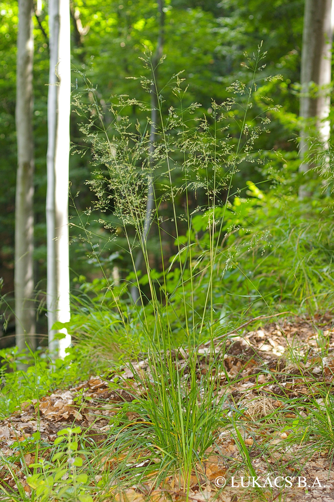 Festuca altissima All.