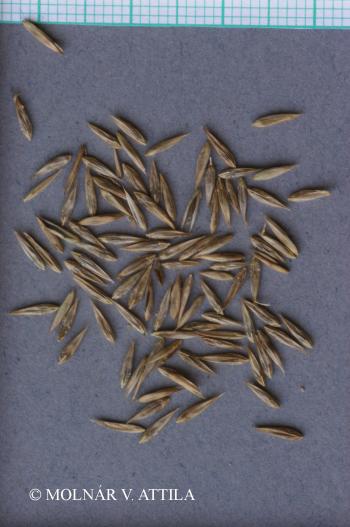 Festuca altissima All. 2.Kép