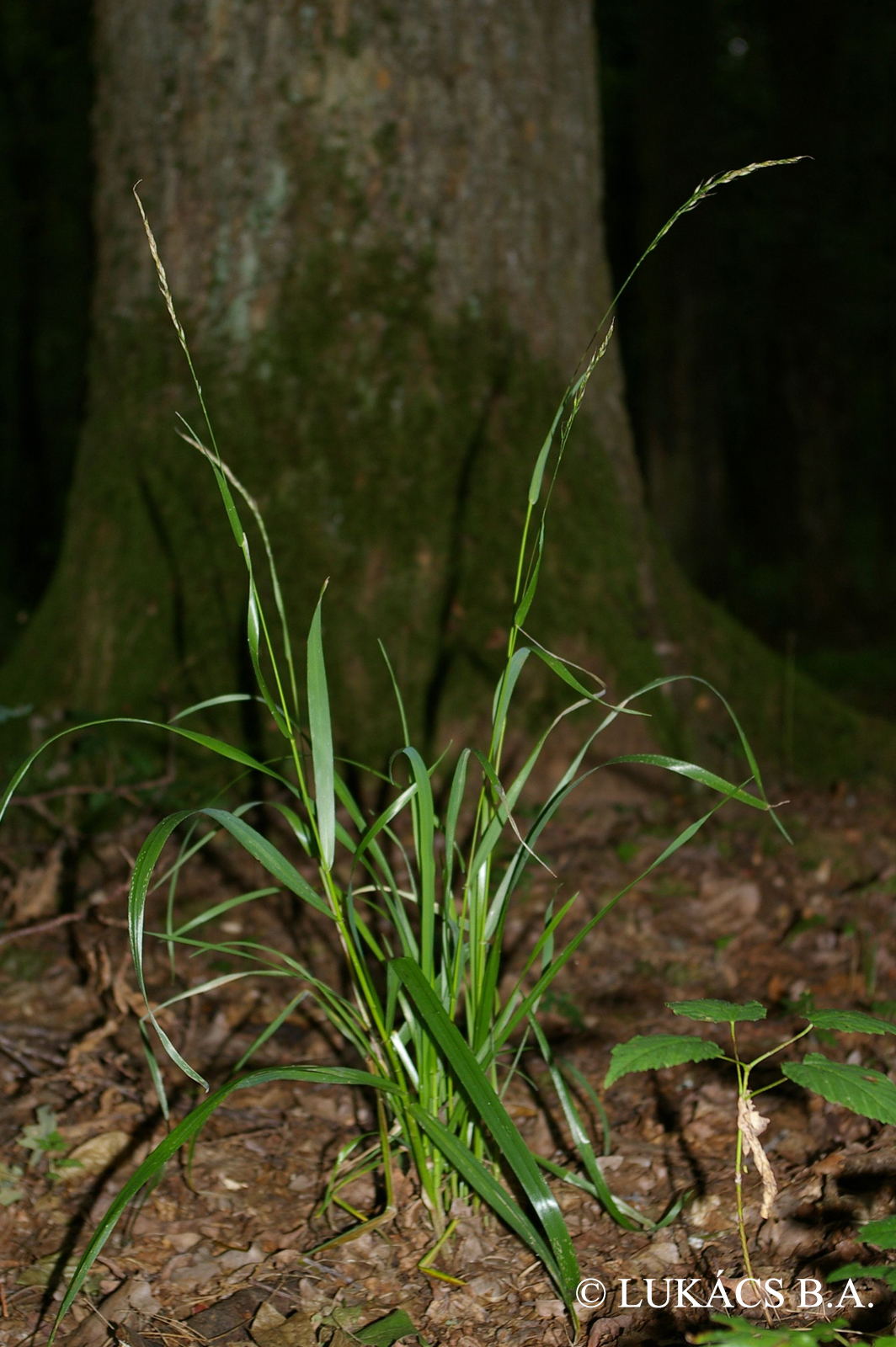Festuca gigantea (L.) Vill.