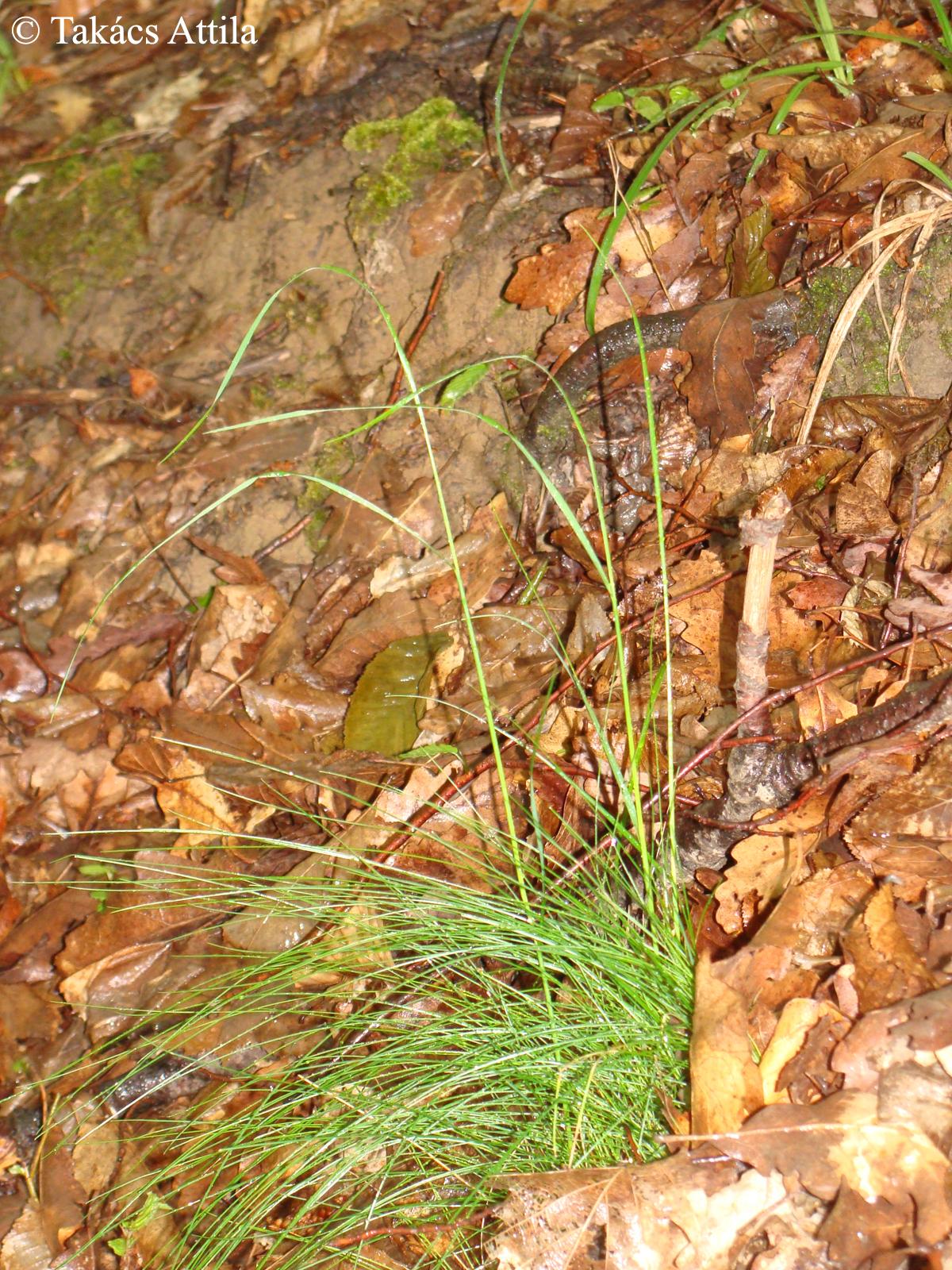 Festuca heterophylla Lam.
