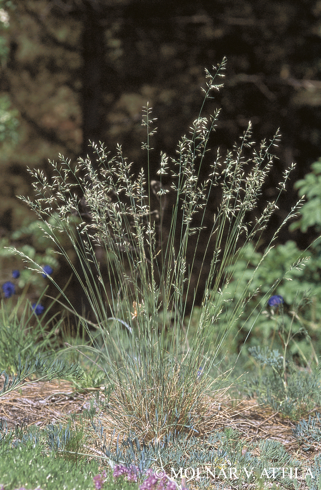 Festuca pallens Host