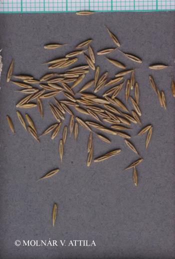 Festuca pallens Host 3.Kép