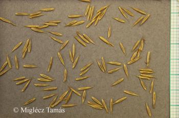 Festuca pallens Host 2.Kép