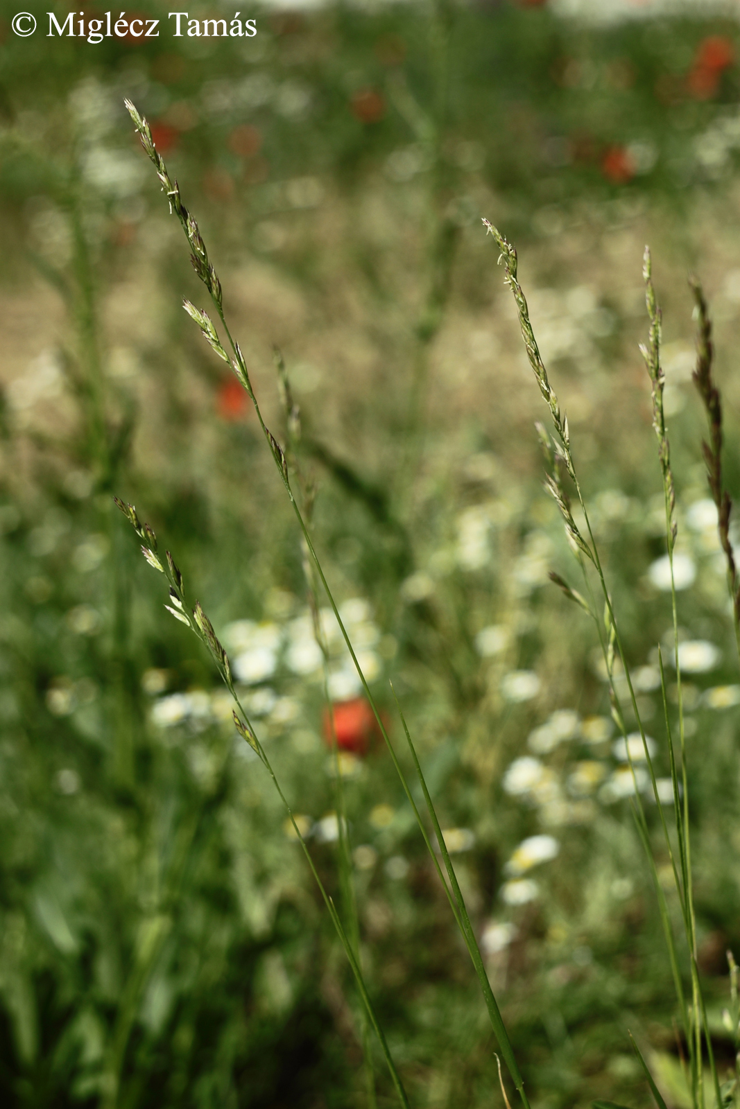 Festuca pratensis Huds.