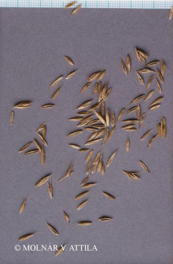 Festuca pratensis Huds. 2.Kép