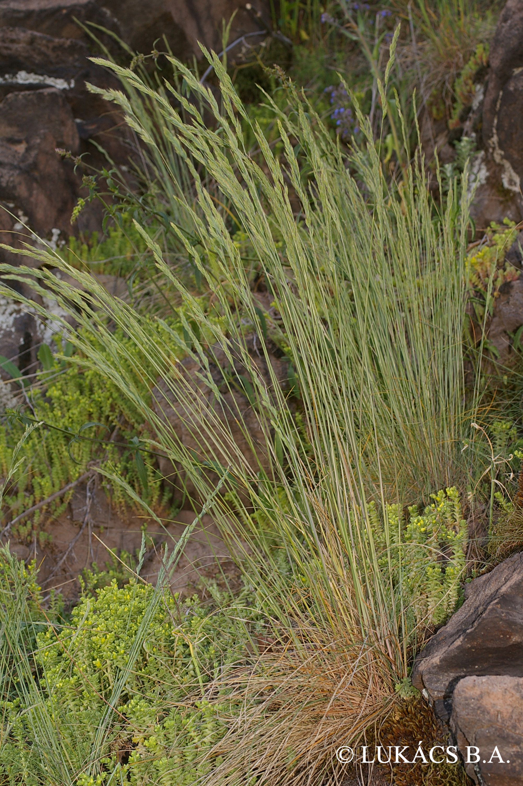 Festuca pseudodalmatica Krajina ex Domin