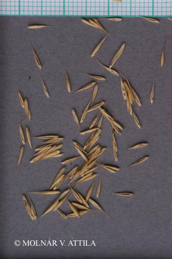 Festuca pseudodalmatica Krajina ex Domin 2.Kép