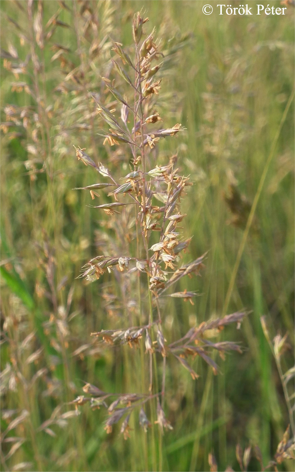 Festuca pseudovina Hackel