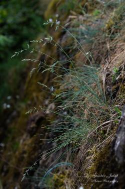 Festuca pseudovina Hackel 3.Kép