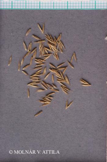 Festuca pseudovina Hackel 4.Kép